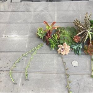 mejai succulents